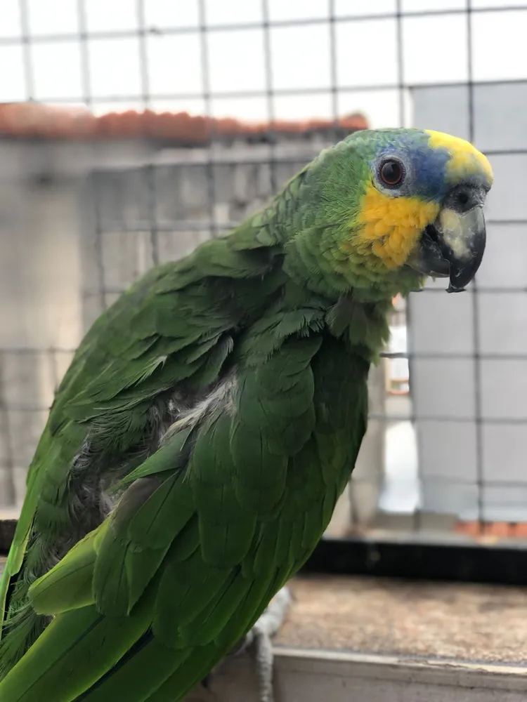 Rotina clínica na Komodo